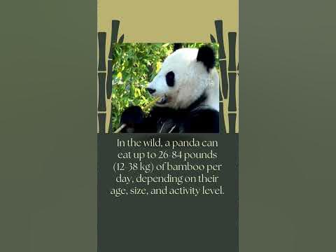 Did you know how much pandas eat? #shorts #short #shortvideos - YouTube