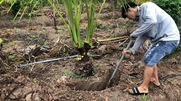 Vườn dừa xiêm xanh lùn có cây dừa đột biến 2 đọt