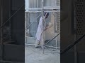 Stone paints | 10 years warranty exterior coating