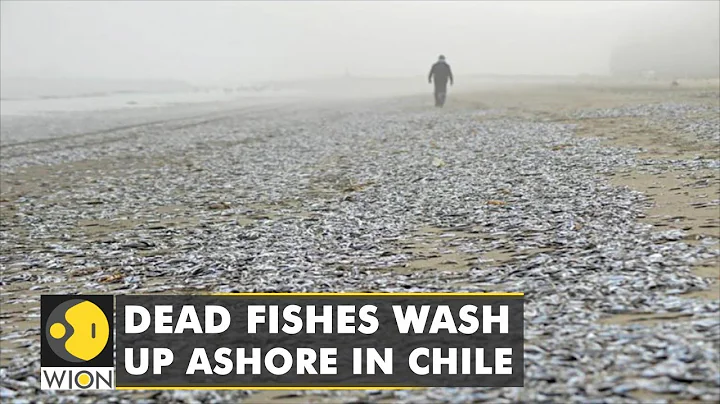 Thousands of dead fish wash up on a Chilean beach, exact reason unknown | World News | WION - DayDayNews