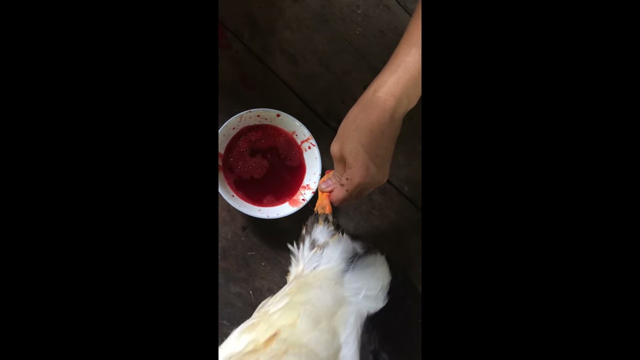 Hướng dẫn cach cắt tiết vịt ở chân Hiệu quả 100 %