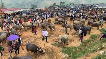 CHỢ PHIÊN CỐC LY LÀO CAI Mộc mạc bán toàn Thảo Dược & Đặc Sản Tây Bắc | Tôi Người Vùng Cao