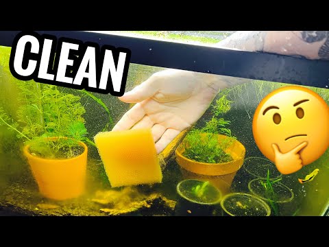 How to Clean Aquarium