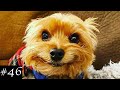 Cutest yorkshire terriers compilation  funny yorkies