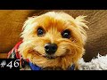 Cutest Yorkshire Terriers Compilation Funny Yorkies Video 