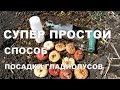 СУПЕР УДОБНЫЙ способ посадки гладиолусов! ✿ // Convenient Way of Planting Gladiolus