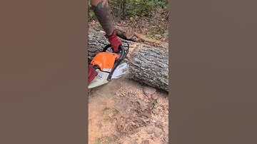 Stihl MS261C Buckin Red oak firewood