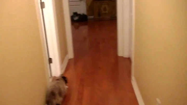 Video 7080781: dogs himalayan cat, cat vs dog