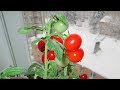 Как вырастить томаты на окне. Нужен качественный грунт!