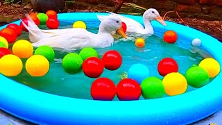 bebek berenang di kolam#bebekberenang #duckswimming