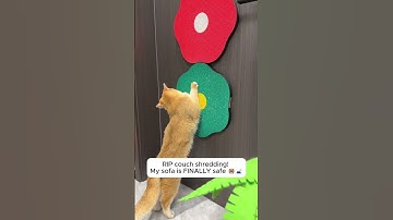 Connect, stack, or spread it out—this modular scratch board adapts to your home and your cat’s mood.