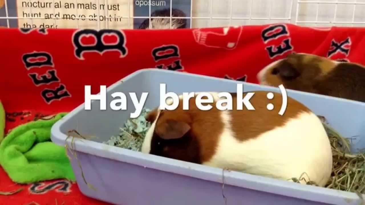 Fun things to do with your guinea pigs ) YouTube