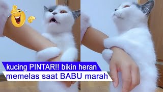 LOOKING/smart cat apologizes while holding his babu's hand/funny cat compilation/#CT