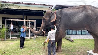 ขนลุก‼️ยกมือไหว้ช้าง