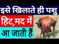 गाय भैंस को हीट में लाने का No1देसी फार्मूला|Heat Problem Solution in India| पशु को हिट में कैसे लाय