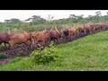 Ng Oombe Za Mzee Nkwiwa Ngeleja Episode 4 Ng Oombe Za Mzee Nkwiwa Ngeleja Episode 4