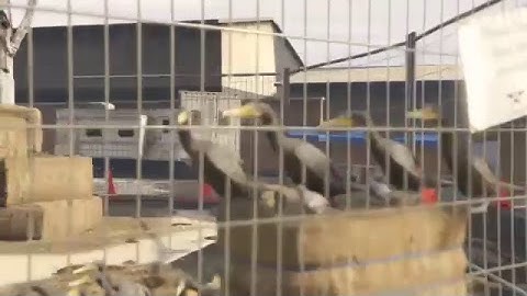 Director mode gta 5 patch 1.42 work around