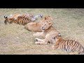Львята и тигрята - первоклассники Тайгана.  Lion cubs and tiger cubs. Taigan.