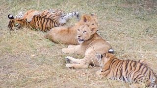 Львята и тигрята - первоклассники Тайгана.  Lion cubs and tiger cubs. Taigan.