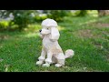 DIY Low Poly Poodle Sitting Papercraft – Easy 3D Paper Sculpture Tutorial