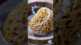 The Roman Toilet Sponge (Spongia)