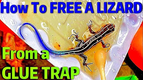 How To REMOVE a LIZARD from GLUE TRAP! | Safe | Without Hurting It