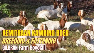 KEMITRAAN KAMBING BOER SE JAWA, BREEDING & FATTENING di GILBRAN Farm Boyolali❤️🔥❤️🔥