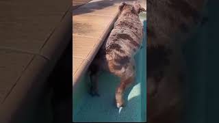 СОБАКА ПУКНУЛА В БАССЕЙН#shorts #dogs #funnyvideo