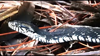 Florida Watersnake slithers through and beneath dead tree debris, eventually disappearing from view.
