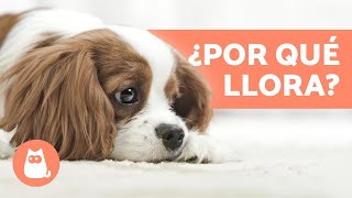 ¿Por qué lloran los perros?  6 CAUSAS principales