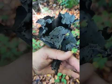 Лисичка серая (Craterellus sinuosus). Гриб Рог Изобилия. Лисичка серая съедобный гриб
