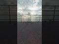 Flock of turnstone birds #like #share #subscribe #birds