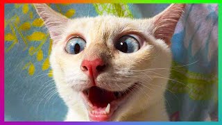 CUTE CATS DOING FUNNY THINGS | 😻  🐶  Funny And Crazy Animals Compilation by Funny and Crazy Animals 23 views 2 years ago 5 minutes, 48 seconds