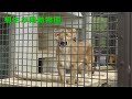 【桐生が岡動物園】気ままなライオン夫婦のチャコとライラ