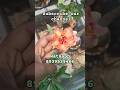 Adenium plants available for sale watsapp #desertrose #trendingshorts #sale #adeniumplant #unique