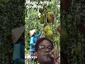 Biggest Jackfruit Harvesting #harvesting #jackfruit #youtube #shorts