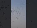 #kabutar #shortvideo #shorts #shortvideoyoutube #pigeon #kabutarandekabdetehain #birds #kabootar