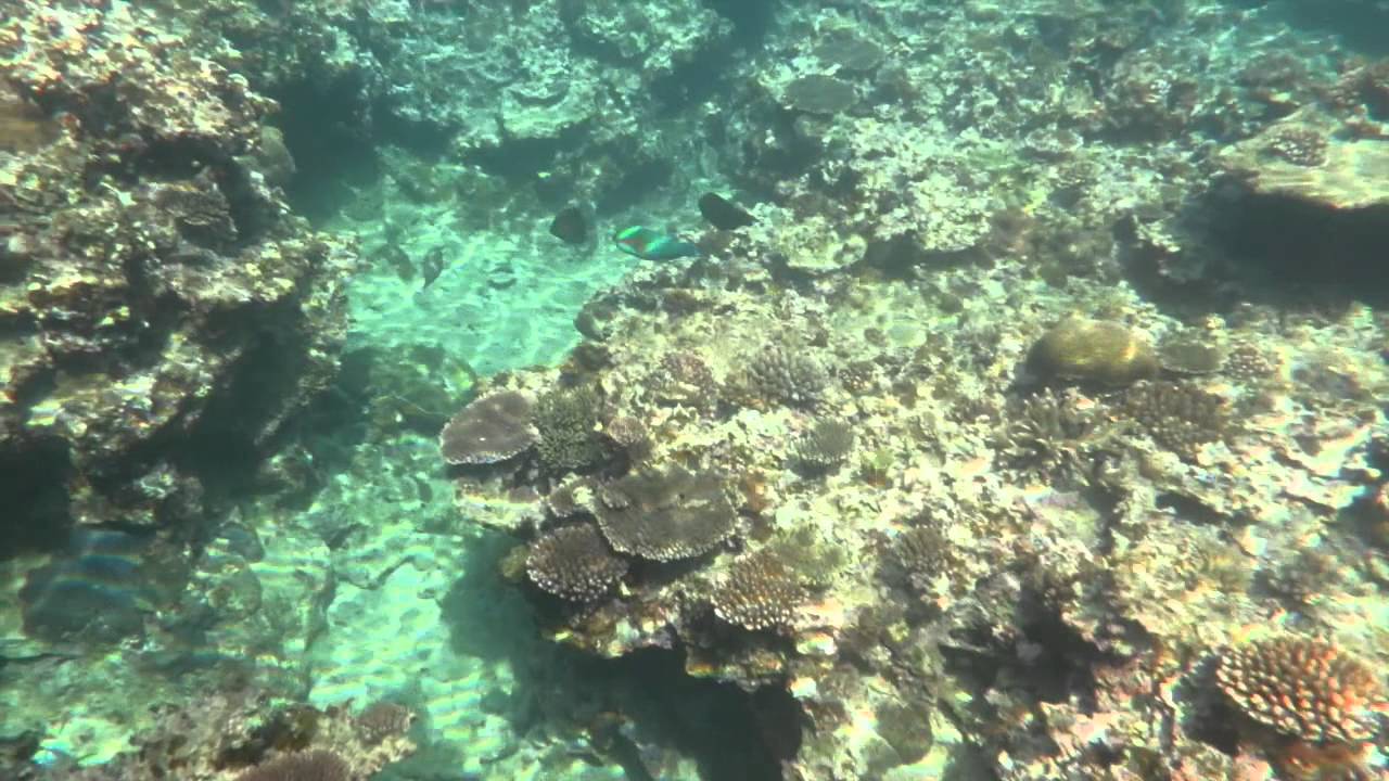 シュノーケリング 7 19 奄美 国直海岸 Youtube シュノーケリング 7 19 奄美 国直海岸 Youtube