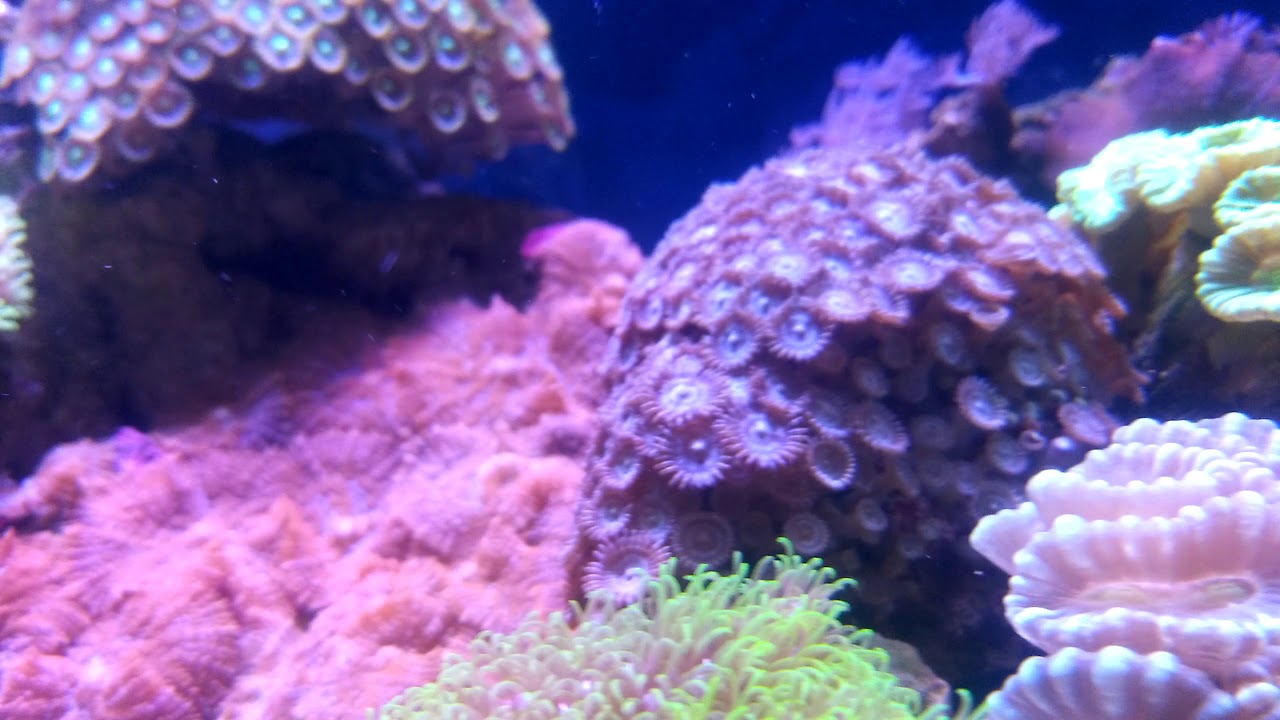 Acquario marino barriera in movimento da un mese e mezzo - YouTube