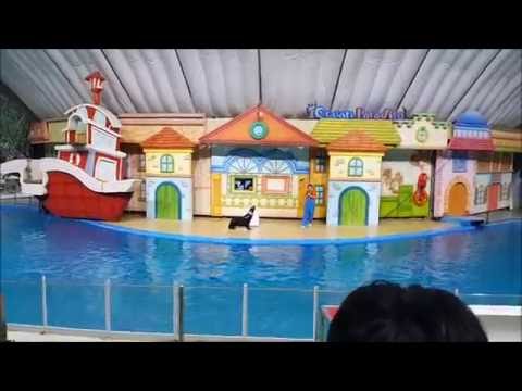 Каролина и три дельфина.Восторг