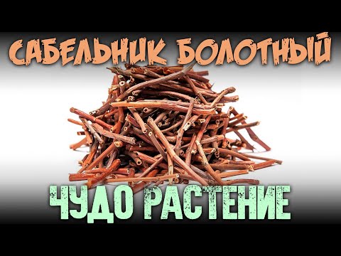 Сабельник болотный - чудо растение восстанавливающее весь организм и иммунитет