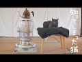 初めてストーブの暖かさに気付いてしまった猫の反応です。