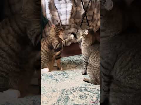 Part 11 Funny Cat ForYouPage 