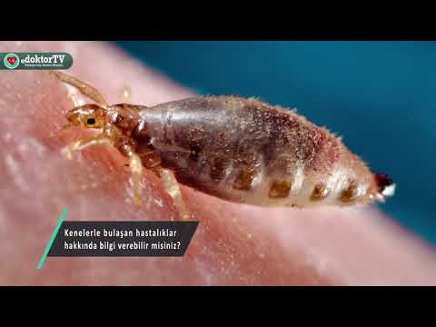 Video: Ölümcül Kenelerle Bulaşan Hastalıklar Hakkında 7 Gerçek