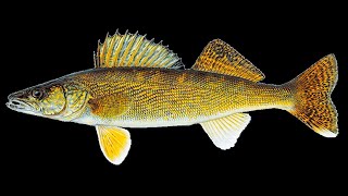 Gchi-Ogaa The Great Pickerel - A Ojibway Legend