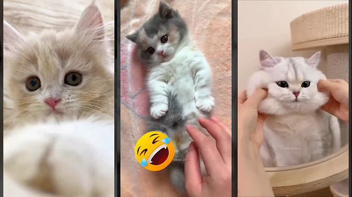 Watch the video about Funny Cats 2024 🥰 #animals ❤️ #FunnyCats Episode 1184