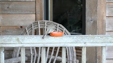 Wild Bird House : Eastern Phoebe and a Female Cardinal Eating Mealworms Backyard Bird Watching