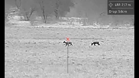 Roe deer at 217m. Hikmicro Panther PQ50L 2.0