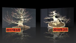 小太りもみじ