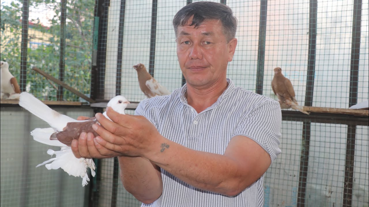 Северо-Кавказские космачи Руслана Искакова .Кокшетау Казахстан.